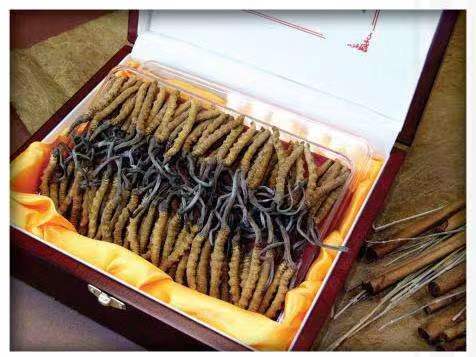 西区街道冬虫夏草回收